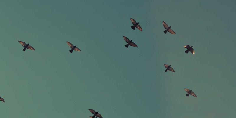 从人才管理到组织变革：构建高效DEI文化的三大人力资源路径