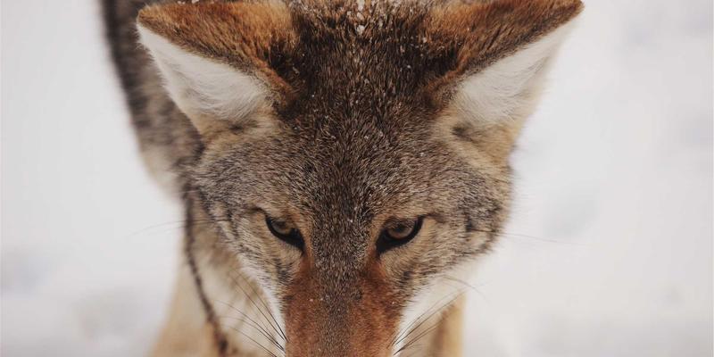 重塑人才管理：远程与混合办公模式下的团队效能与绩效评估新范式